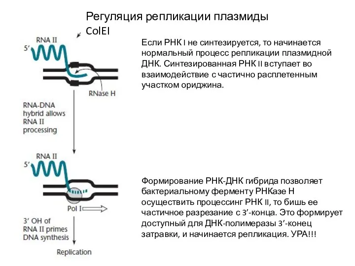 Регуляция репликации плазмиды ColEI Если РНК I не синтезируется, то начинается нормальный