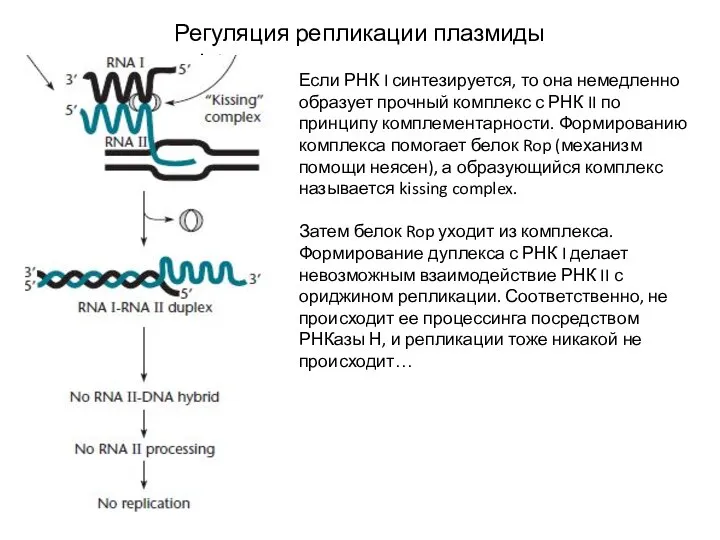 Регуляция репликации плазмиды ColEI Если РНК I синтезируется, то она немедленно образует