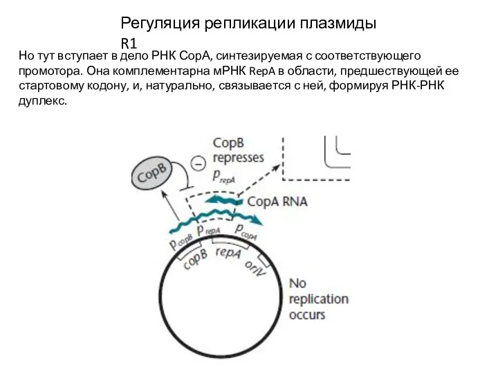 Регуляция репликации плазмиды R1 Но тут вступает в дело РНК СорА, синтезируемая