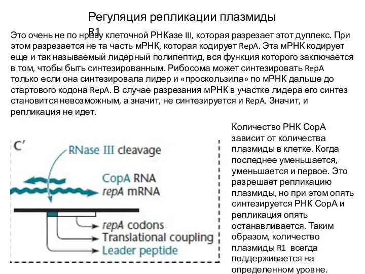 Регуляция репликации плазмиды R1 Это очень не по нраву клеточной РНКазе III,