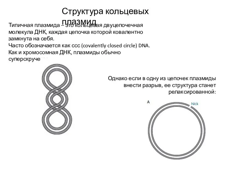 Структура кольцевых плазмид Типичная плазмида – это кольцевая двуцепочечная молекула ДНК, каждая