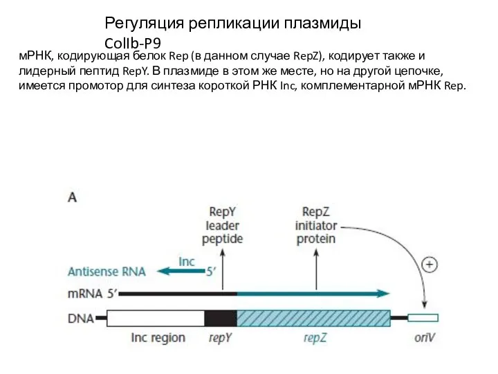 Регуляция репликации плазмиды ColIb-P9 мРНК, кодирующая белок Rep (в данном случае RepZ),