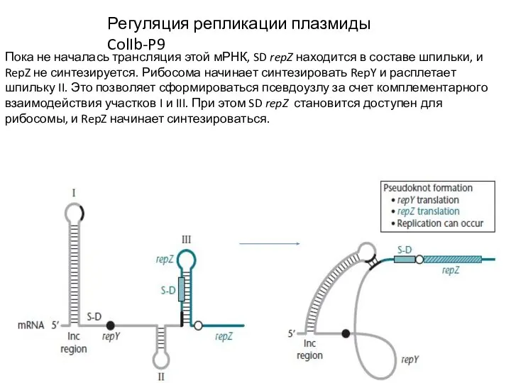 Регуляция репликации плазмиды ColIb-P9 Пока не началась трансляция этой мРНК, SD repZ