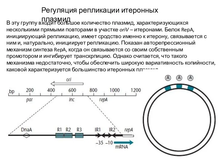 Регуляция репликации итеронных плазмид В эту группу входит большое количество плазмид, характеризующихся