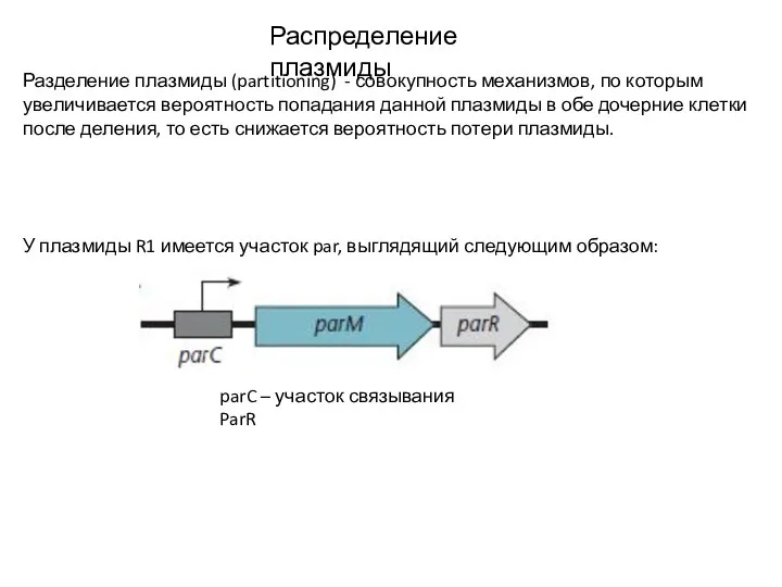 Распределение плазмиды Разделение плазмиды (partitioning) - совокупность механизмов, по которым увеличивается вероятность