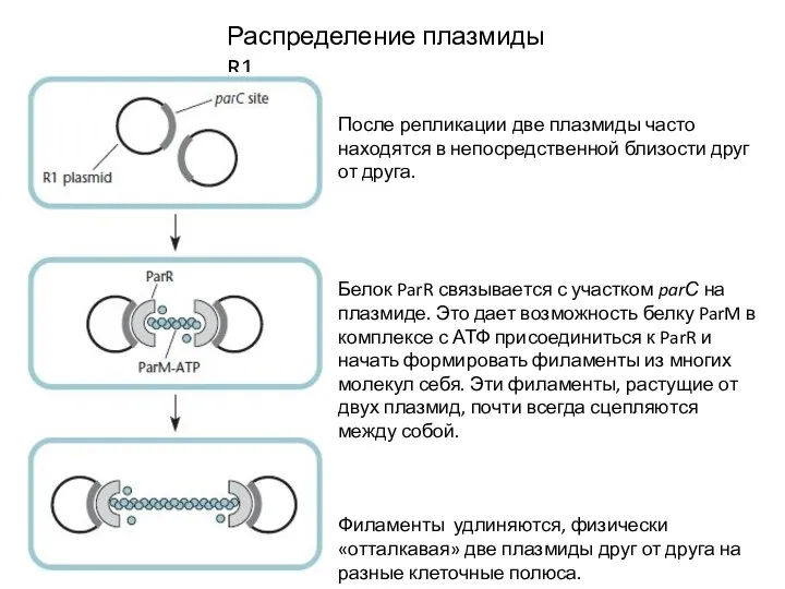 Распределение плазмиды R1 После репликации две плазмиды часто находятся в непосредственной близости