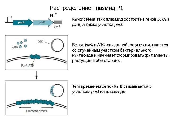 Распределение плазмид Р1 и F Par-система этих плазмид состоит из генов parA