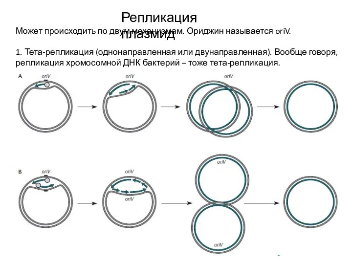 Репликация плазмид Может происходить по двум механизмам. Ориджин называется oriV. 1. Тета-репликация