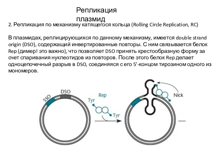 Репликация плазмид 2. Репликация по механизму катящегося кольца (Rolling Circle Replication, RC)