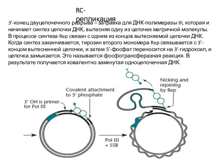 RC-репликация 3’-конец двуцепочечного разрыва – затравка для ДНК-полимеразы III, которая и начинает