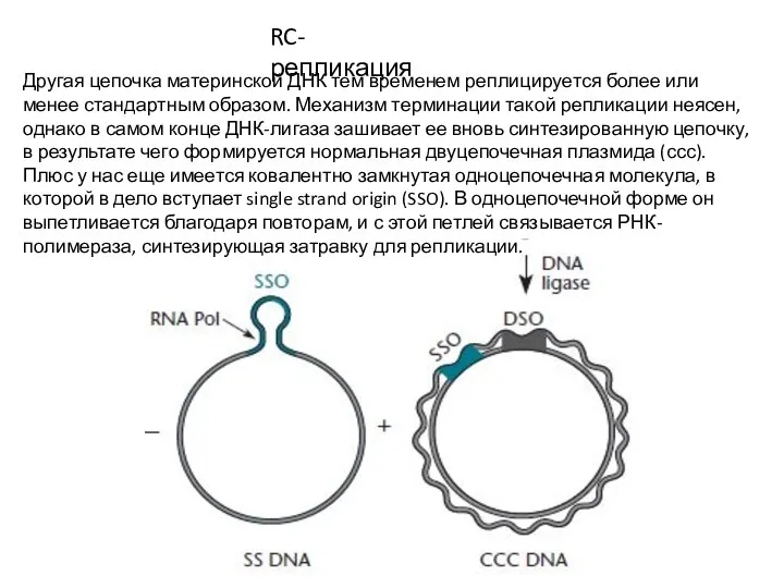 RC-репликация Другая цепочка материнской ДНК тем временем реплицируется более или менее стандартным