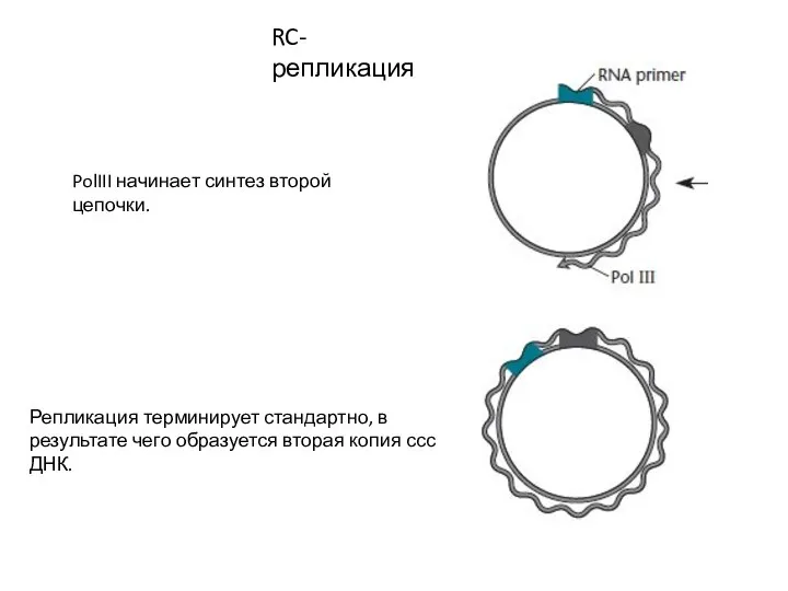 RC-репликация PolIII начинает синтез второй цепочки. Репликация терминирует стандартно, в результате чего