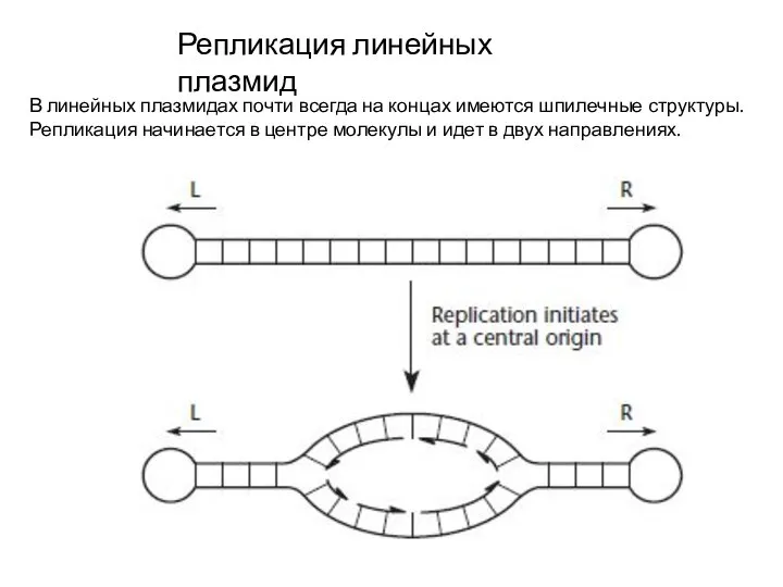 Репликация линейных плазмид В линейных плазмидах почти всегда на концах имеются шпилечные