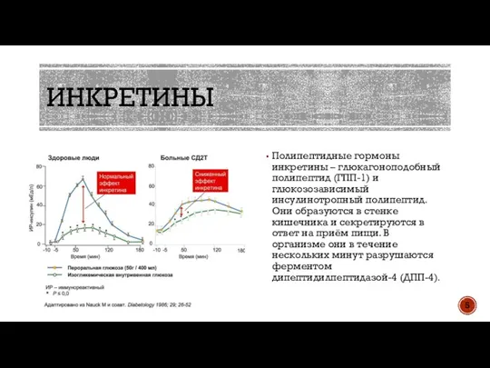 ИНКРЕТИНЫ Полипептидные гормоны инкретины – глюкагоноподобный полипептид (ГПП-1) и глюкозозависимый инсулинотропный полипептид.