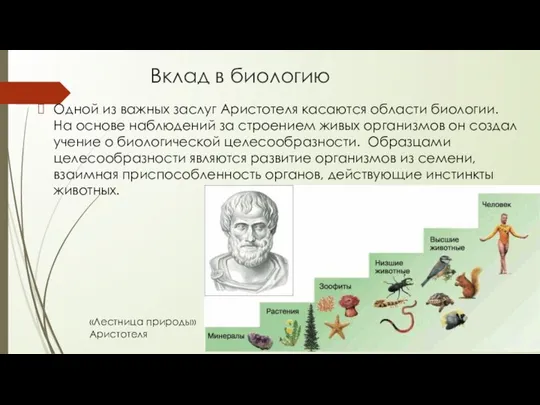 Вклад в биологию Одной из важных заслуг Аристотеля касаются области биологии. На