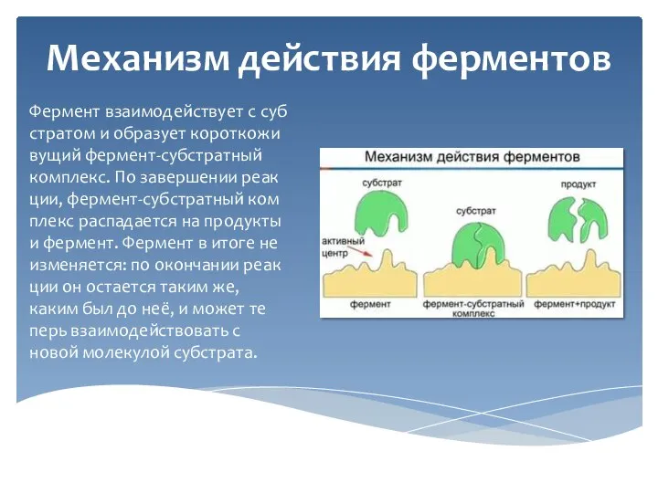Механизм действия ферментов Фер­мент вза­и­мо­дей­ству­ет с суб­стра­том и об­ра­зу­ет ко­рот­ко­жи­ву­щий фер­мент-суб­страт­ный ком­плекс.