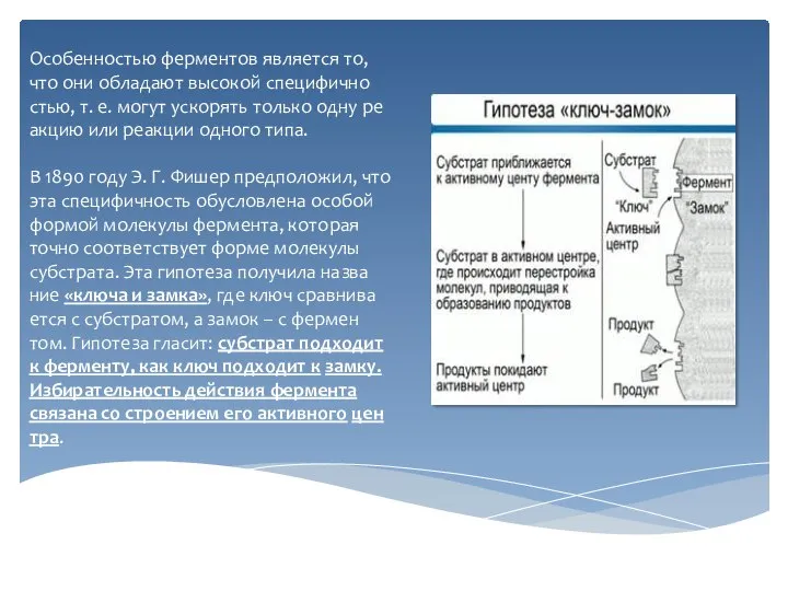 Осо­бен­но­стью фер­мен­тов яв­ля­ет­ся то, что они об­ла­да­ют вы­со­кой спе­ци­фич­но­стью, т. е. могут