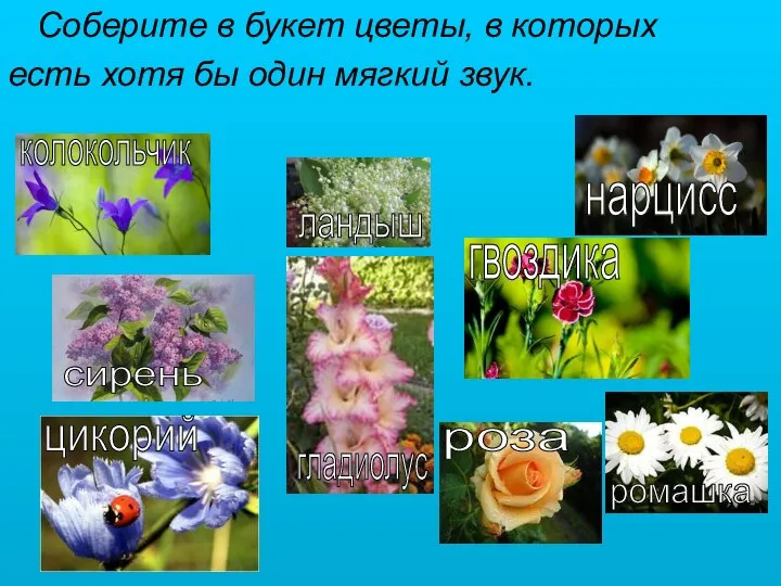 Соберите в букет цветы, в которых есть хотя бы один мягкий звук.