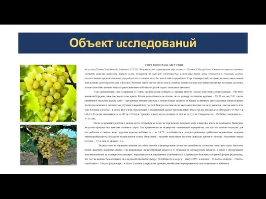 Объeкт uccлeдовaнuй СОРТ ВИНОГРАДА АВГУСТИН Августин (Плевен Устойчивый, Феномен, V25/20). Получен путем