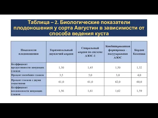 Таблица – 2. Биологические показатели плодоношения у сорта Августин в зависимости от способа ведения куста