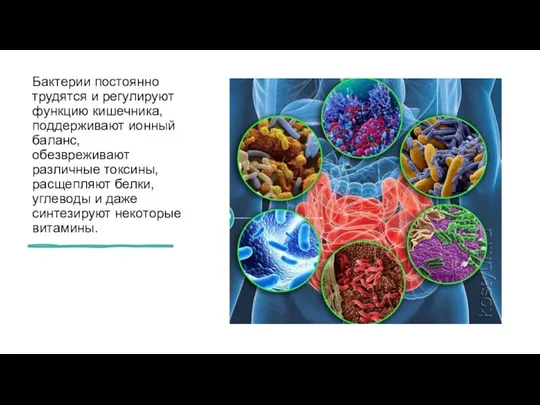 Бактерии постоянно трудятся и регулируют функцию кишечника, поддерживают ионный баланс, обезвреживают различные