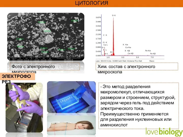 ЦИТОЛОГИЯ Фото с электронного микроскопа Хим. состав с электронного микроскопа ЭЛЕКТРОФОРЕЗ -