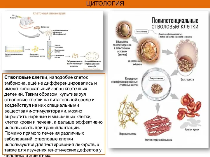 ЦИТОЛОГИЯ Стволовые клетки, наподобие клеток эмбриона, ещё не дифференцировались и имеют колоссальный