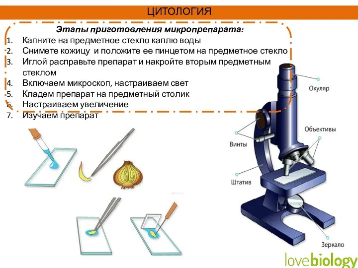 ЦИТОЛОГИЯ Этапы приготовления микропрепарата: Капните на предметное стекло каплю воды Снимете кожицу