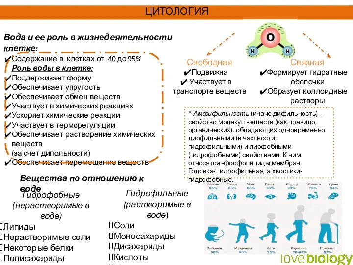 Вода и ее роль в жизнедеятельности клетке: Содержание в клетках от 40