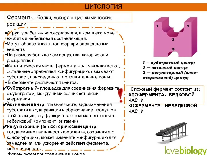 Структура белка- четвертичная, в комплекс может входить и небелковая составляющая. Могут образовывать