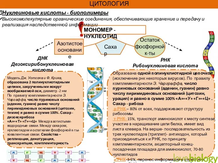 Нуклеиновые кислоты - биополимеры Высокомолекулярные органические соединения, обеспечивающие хранение и передачу и