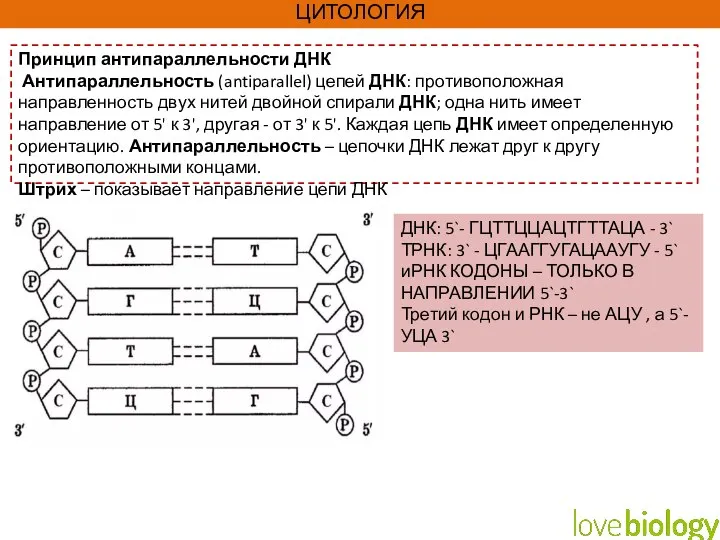 ЦИТОЛОГИЯ Принцип антипараллельности ДНК Антипараллельность (antiparallel) цепей ДНК: противоположная направленность двух нитей