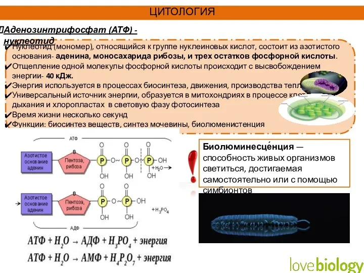 Нуклеотид (мономер), относящийся к группе нуклеиновых кислот, состоит из азотистого основания- аденина,