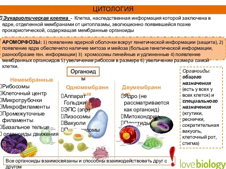 Эукариотическая клетка - Клетка, наследственная информация которой заключена в ядре, отделенной мембранами