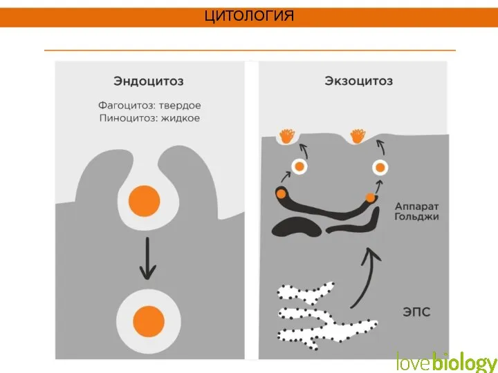 ЦИТОЛОГИЯ