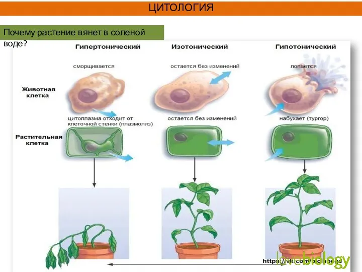 Почему растение вянет в соленой воде? ЦИТОЛОГИЯ