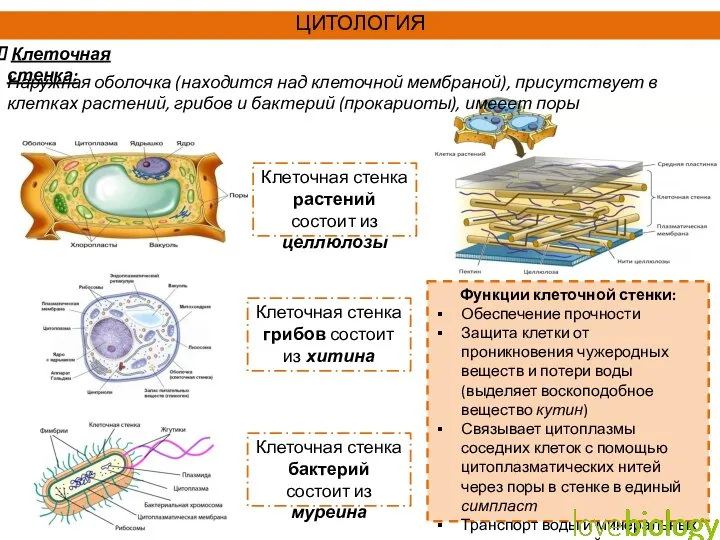 ЦИТОЛОГИЯ Клеточная стенка: Наружная оболочка (находится над клеточной мембраной), присутствует в клетках