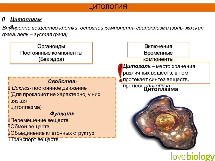 Внутренне вещество клетки, основной компонент- гиалоплазма (золь- жидкая фаза, гель – густая