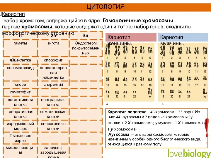 Кариотип человека – 46 хромосом – 23 пары. Из них: 44- аутосомы