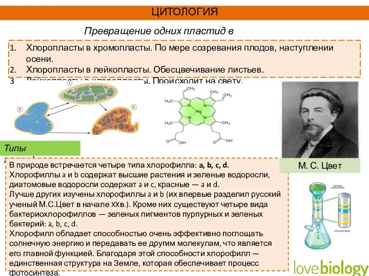 Превращение одних пластид в другие: Хлоропласты в хромопласты. По мере созревания плодов,