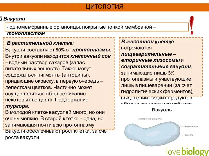 В животной клетке встречаются пищеварительные – вторичные лизосомы и сократительные вакуоли, занимающие