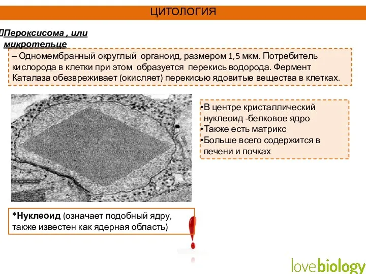 – Одномембранный округлый органоид, размером 1,5 мкм. Потребитель кислорода в клетки при