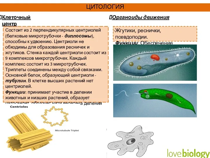 Клеточный центр Состоит из 2 перпендикулярных центриолей (белковые микротрубочки - диплосомы), способны