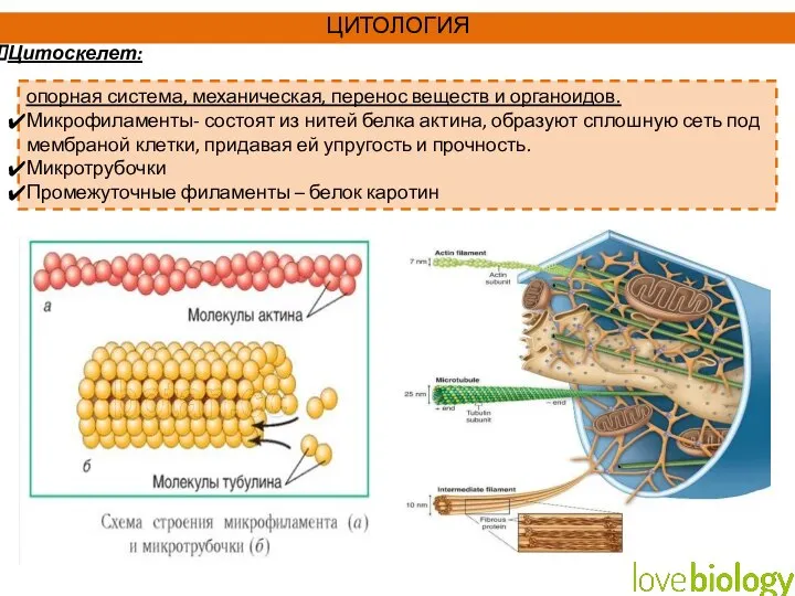 опорная система, механическая, перенос веществ и органоидов. Микрофиламенты- состоят из нитей белка