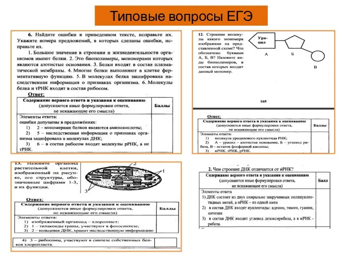 Типовые вопросы ЕГЭ