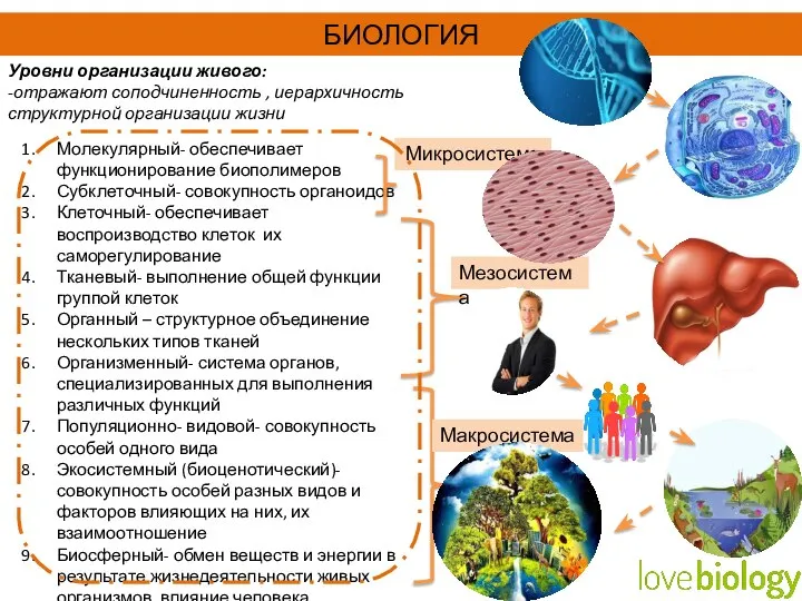 Молекулярный- обеспечивает функционирование биополимеров Субклеточный- совокупность органоидов Клеточный- обеспечивает воспроизводство клеток их