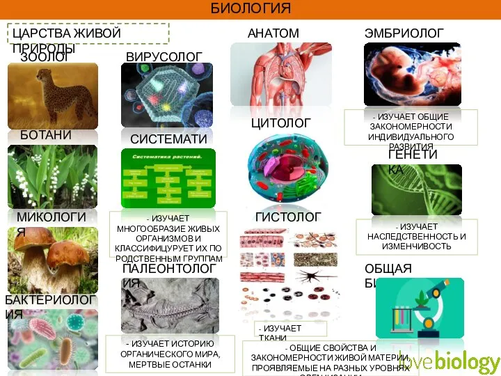 БИОЛОГИЯ ЗООЛОГИЯ БОТАНИКА МИКОЛОГИЯ БАКТЕРИОЛОГИЯ ЦАРСТВА ЖИВОЙ ПРИРОДЫ ВИРУСОЛОГИЯ СИСТЕМАТИКА - ИЗУЧАЕТ