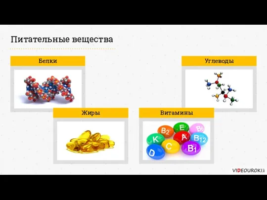 Питательные вещества Белки Углеводы Жиры Витамины