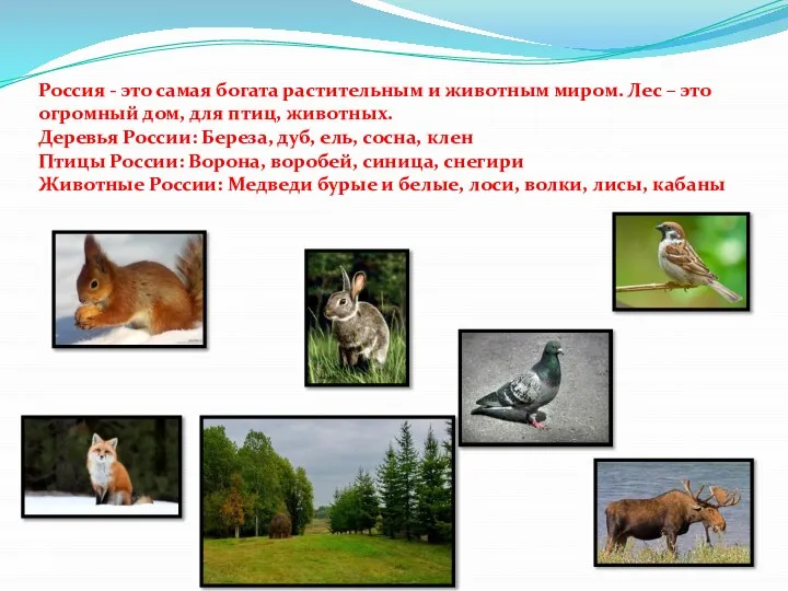Россия - это самая богата растительным и животным миром. Лес – это