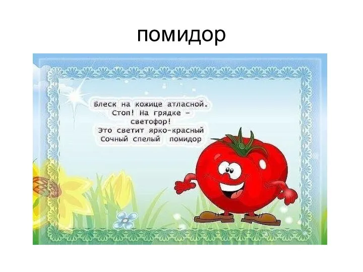 помидор